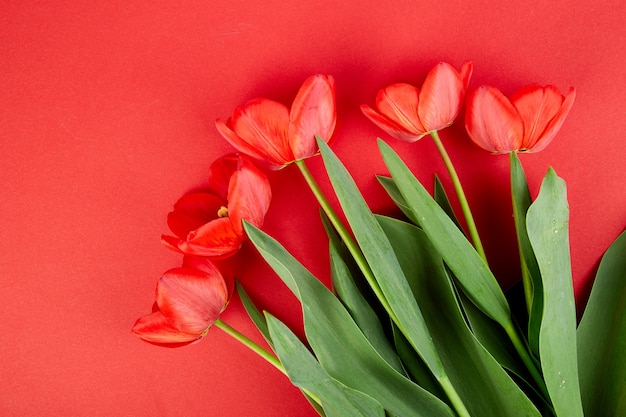 Overhead view of red tulips isolated on red.