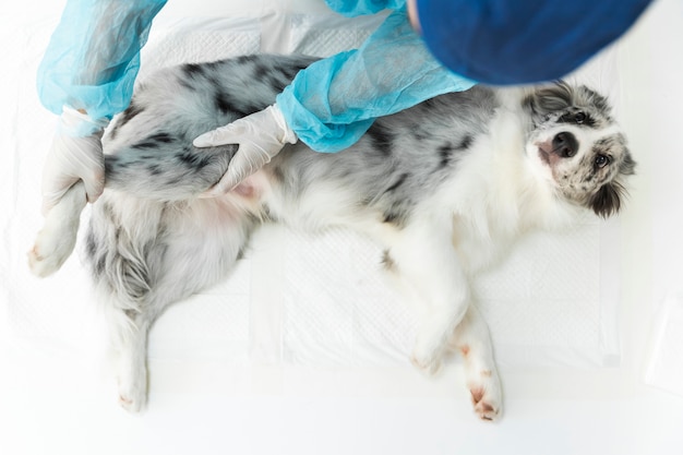 An overhead view of veterinarian female carefully examines the quiet dog