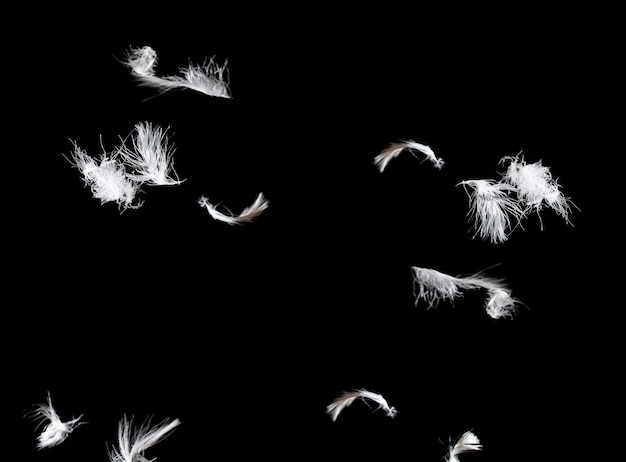 Overlay of white goose feathers isolated on black background