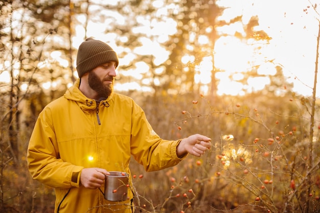 Overleven in het wild Een man verzamelt rozenbottels in het bos