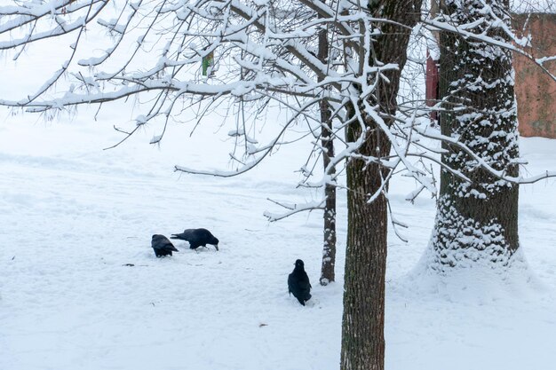 Overleving van vogels in de winter in de stad Een zwerm kraaien in de sneeuw op zoek naar voedsel Veel sneeuw en grote stuifmeren verbergen het voetvoedsel Uitsterven van vogels bij strenge vorst door gebrek aan voedsel