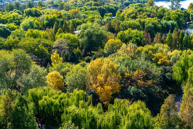 Overlooking the forest landscape architecture