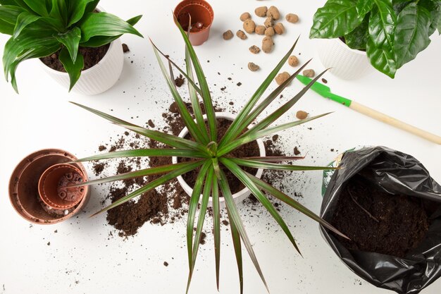 Overplanten van kamerplanten.