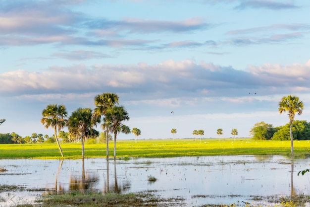 Overstroomde tropische landschappen bij zonsondergang