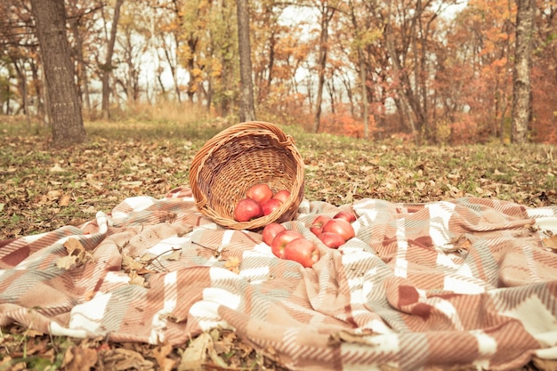 An overturned basket of apples