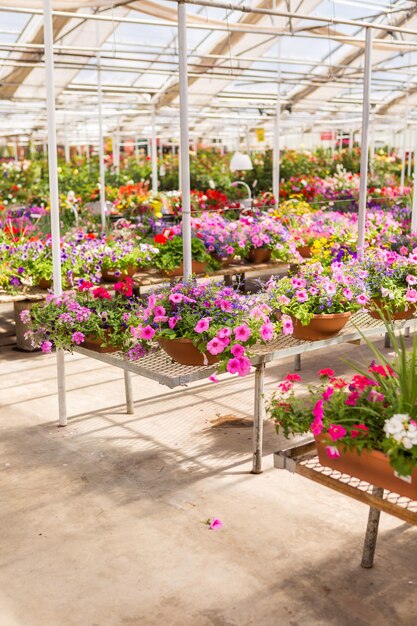 Overvloed aan kleurrijke bloemen in het tuincentrum in de vroege zomer.