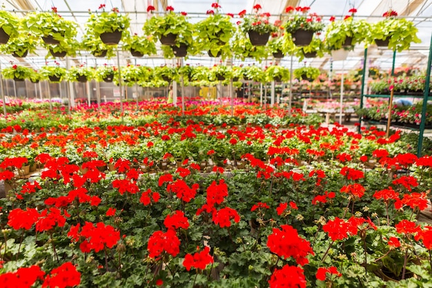 Overvloed aan kleurrijke bloemen in het tuincentrum in de vroege zomer.