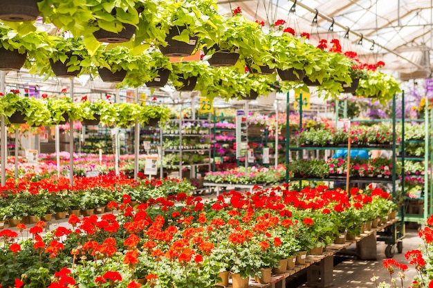 Overvloed aan kleurrijke bloemen in het tuincentrum in de vroege zomer.