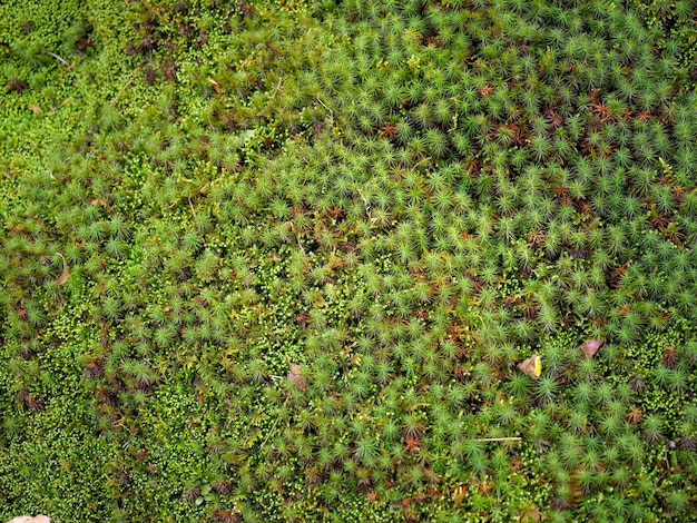 Overvloed van Japanse mosachtergrond