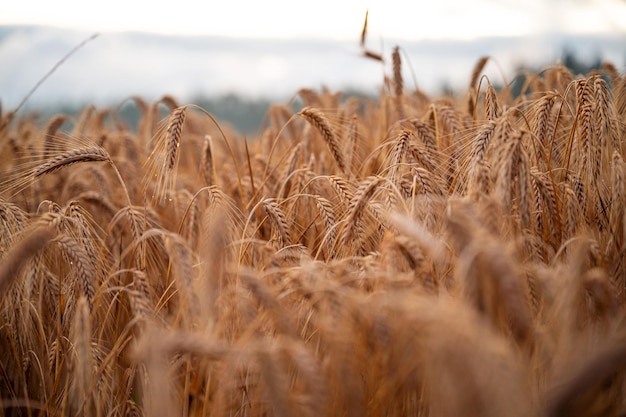 Overvloedig gouden tarweveld