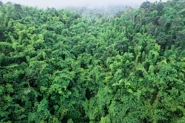 Overvloedig tropisch regenwoud en mistig in de ochtend in nationaal park