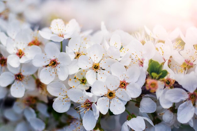 Overvloedige kersenpruimbloesems Kerspruimtak met bloemen in zonlicht