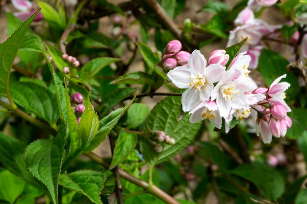 Overvloedige roze bloemen van weigela florida half mei