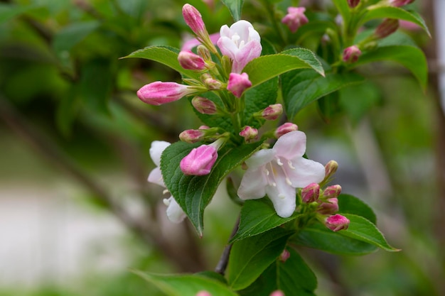 Overvloedige roze bloemen van Weigela Florida half mei