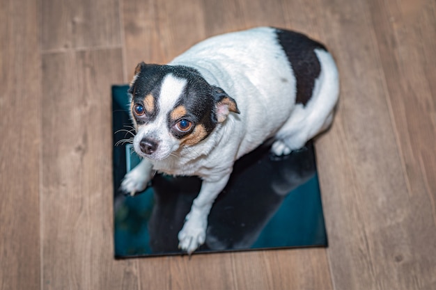 Un chihuahua sovrappeso siede su una bilancia da pavimento.