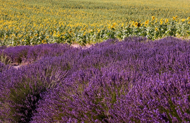 Overweldigend landelijk landschap met lavendel en zonnebloemgebied Plateau van Valensole, de Provence, Frankrijk