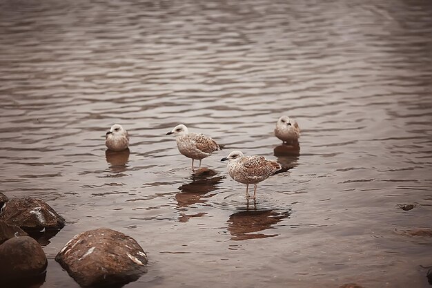 overwinterende vogels / zwerm vogels, wintermeer, wilde vogels op wintermeer, seizoensgebonden, trekkende eenden