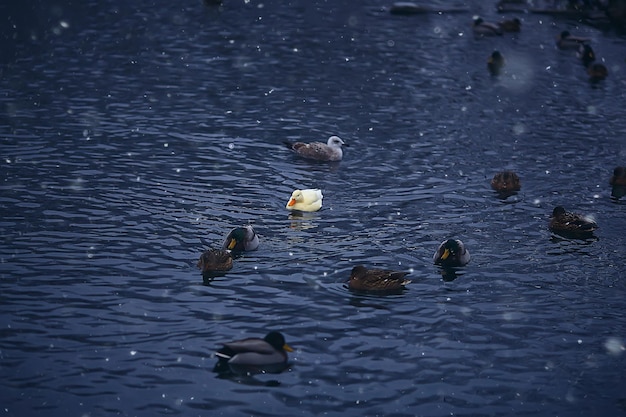 overwinterende vogels / zwerm vogels, wintermeer, wilde vogels op wintermeer, seizoensgebonden, trekkende eenden