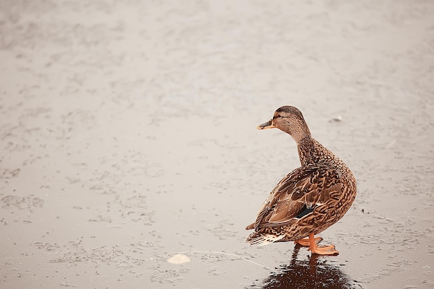 overwinterende vogels / zwerm vogels, wintermeer, wilde vogels op wintermeer, seizoensgebonden, trekkende eenden