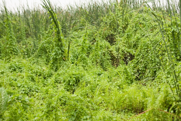 Overwoekerde bomen.