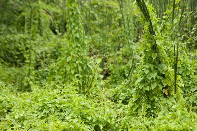 Overwoekerde bomen.