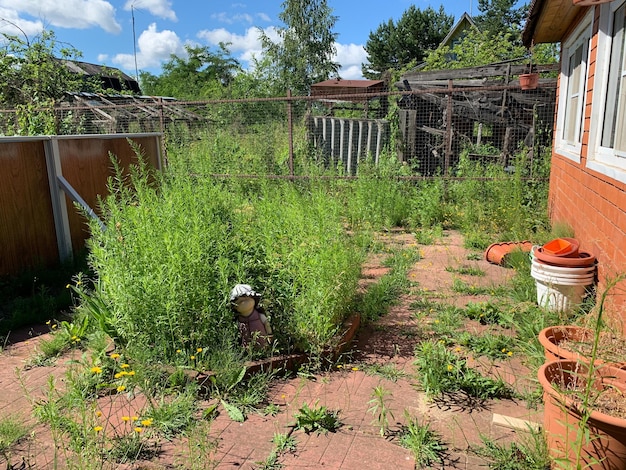 Overwoekerde verlaten tuin onverzorgde tuin onkruid gras in de bloembedden