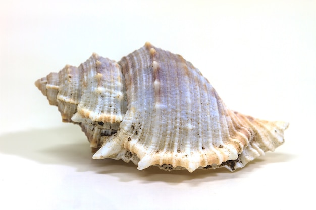 Overzeese shell die op wit wordt geïsoleerd