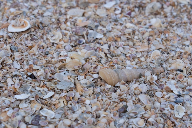 Foto overzeese shell op zand in het strand