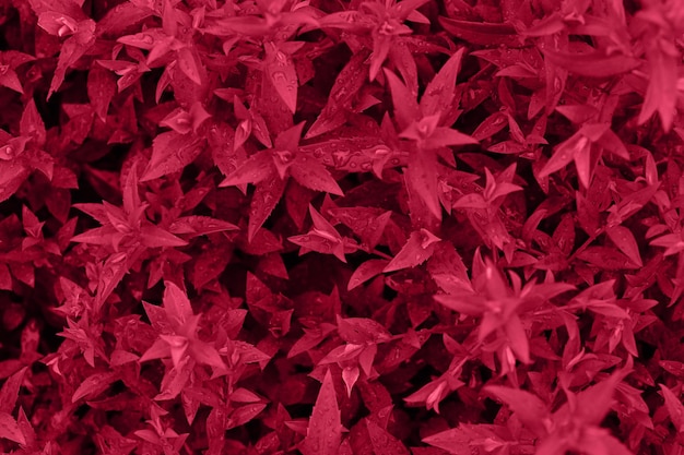 Overzicht van bladeren na regenkleuring in trendy rode kleur