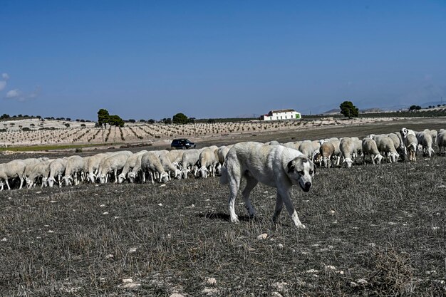 Ovis orientalis aries Het schaap is een gedomesticeerd viervoetig zoogdier