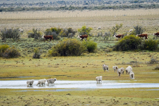 Ovis orientalis aries het schaap is een viervoetig zoogdier