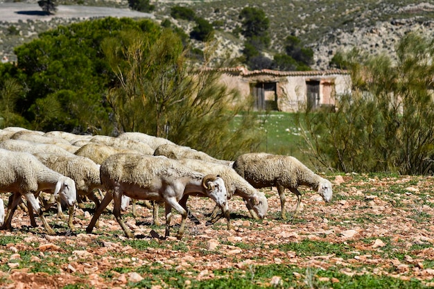 Ovis orientalis aries  the sheep is a domestic quadruped mammal