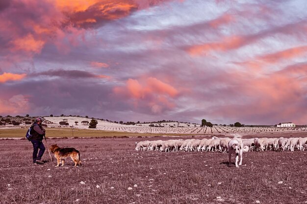 Фото ovis orientalis aries овца — домашнее копытное четвероногое млекопитающее.