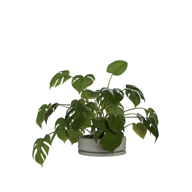 ower plant in ceramic vase on white background