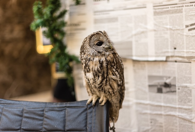 古い新聞の背景にフクロウ