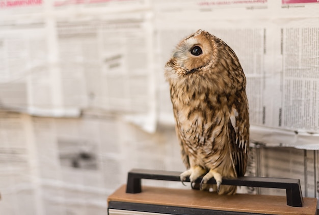 Owl on the background of old newspapers