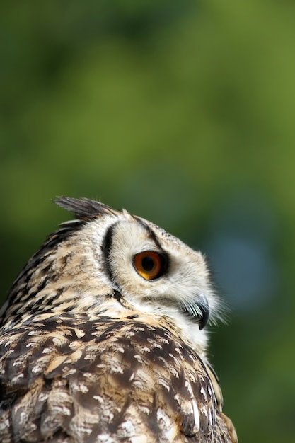 Owl in blurred greenery