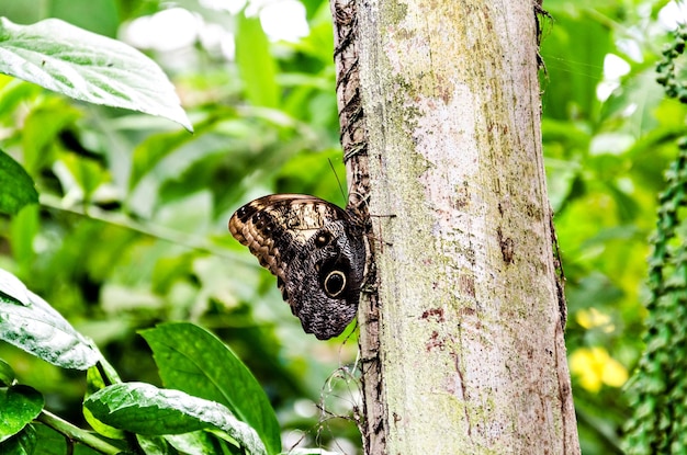 Бабочка-сова (Caligo Memnon), чешуекрылый.