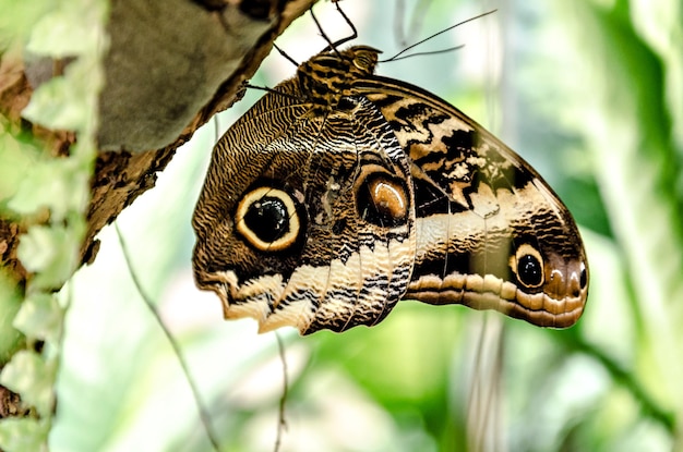 올빼미 나비 (Caligo Memnon), 나비목.