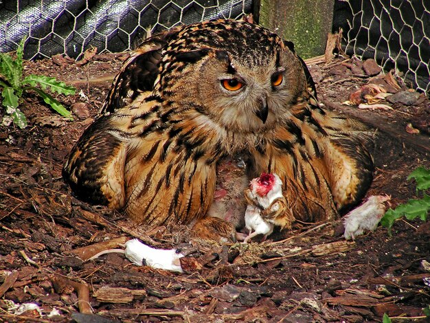 Photo owl in cage