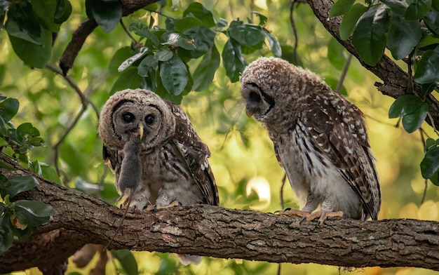 Owl eating mouse on branch