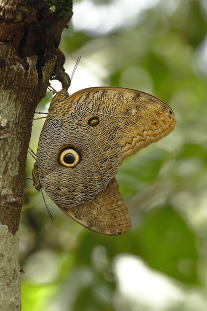 Совиный глаз-бабочка (Caligo eurilochus)
