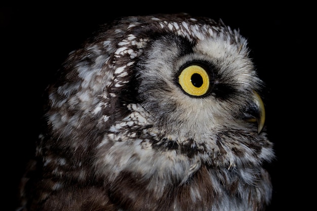 Owl eye detail close up macro