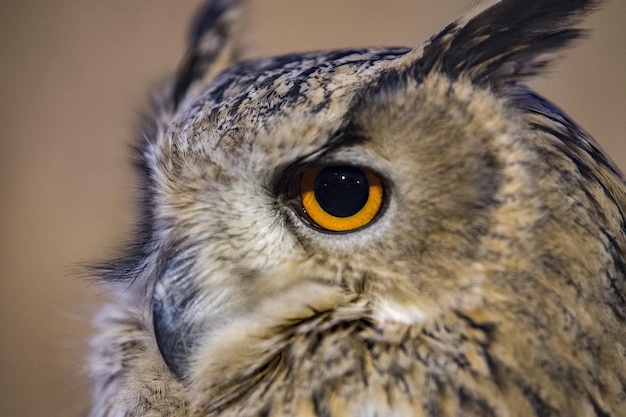 Owl eye detail close up macro