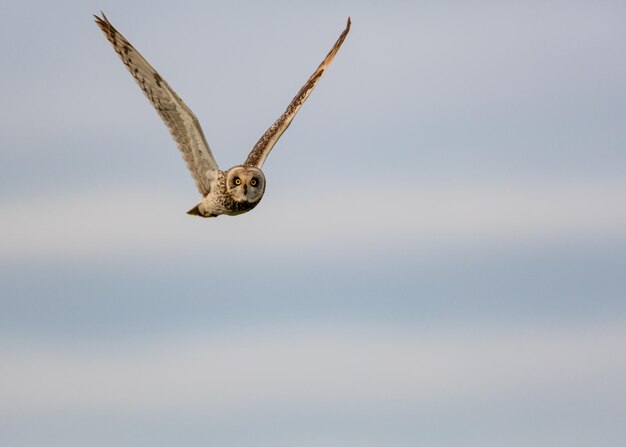 Photo owl flying against sky