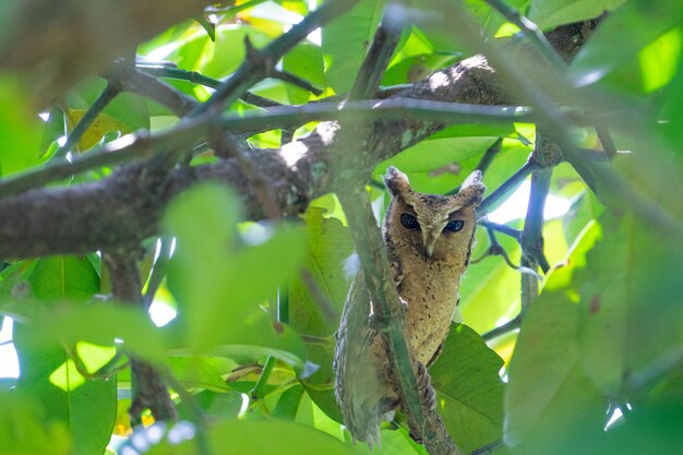 フクロウはこのように見ています。果樹園の庭師の日中のマットレス。