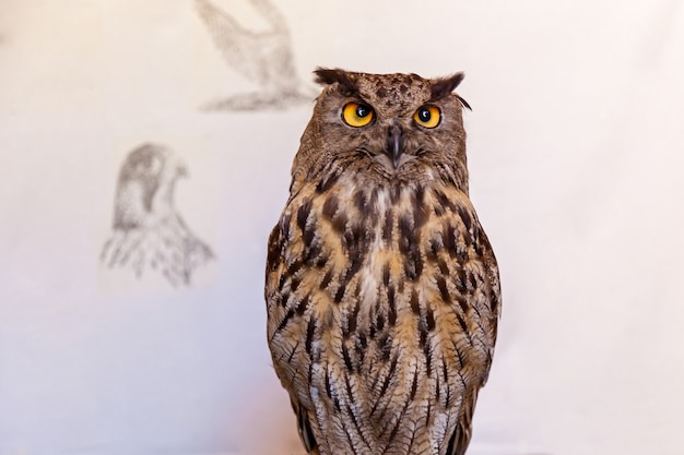 Owl is posing on the white background,Night owl bird