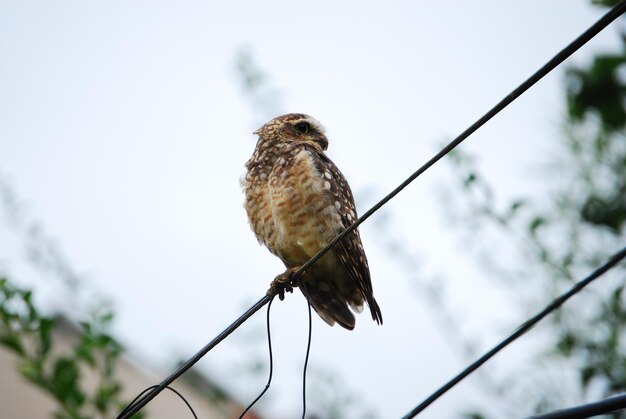 写真 飼い主のオオカミ