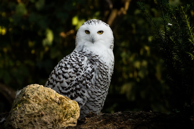 owl perching on rock