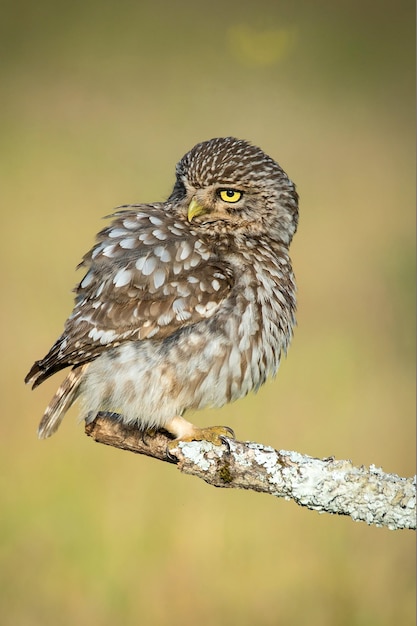 owl perching on twig